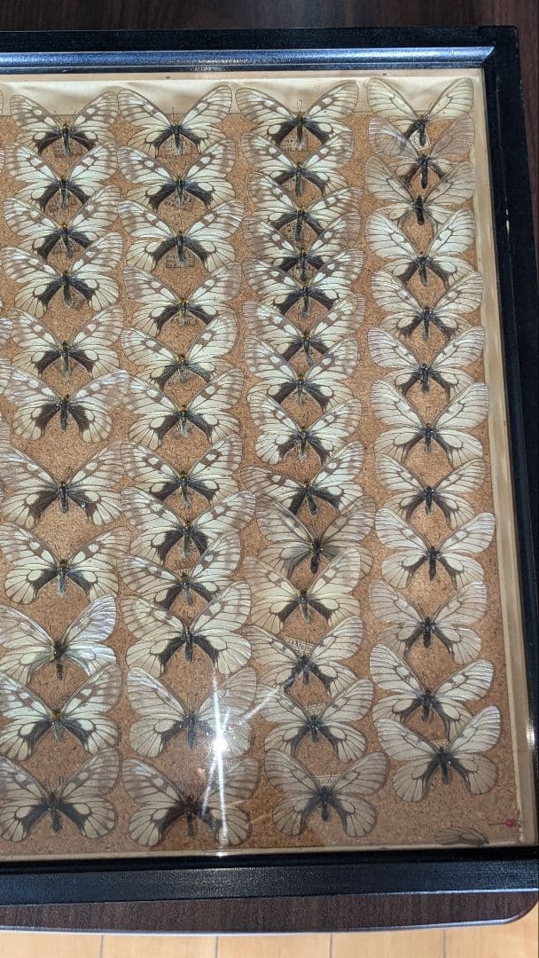 値下げしました。ギフ、ヒメギフチョウ＆ウスバ、ヒメウスバシロチョウセット　セット