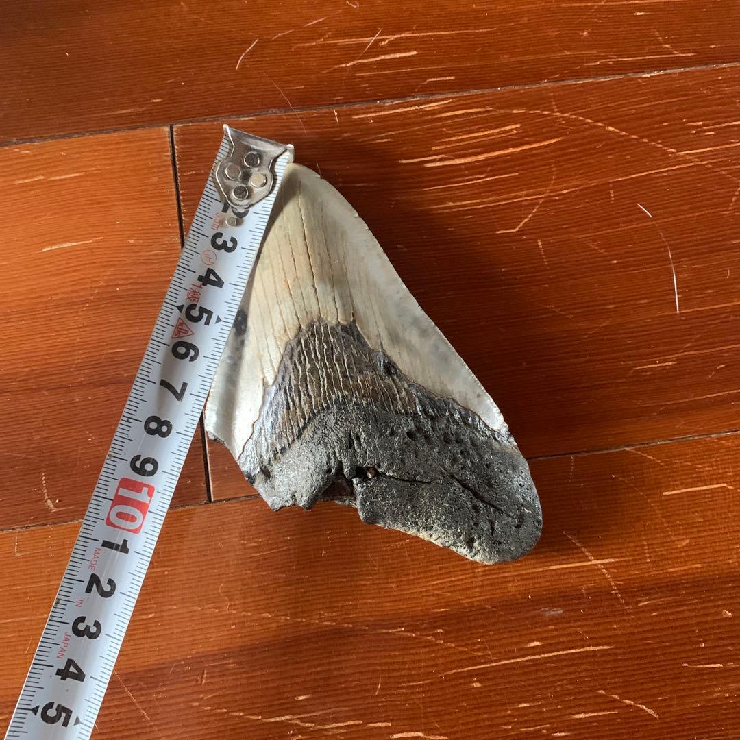 メガロドンの歯の化石