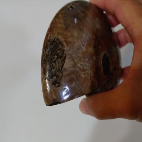 アンモナイト化石  550グラムBIG