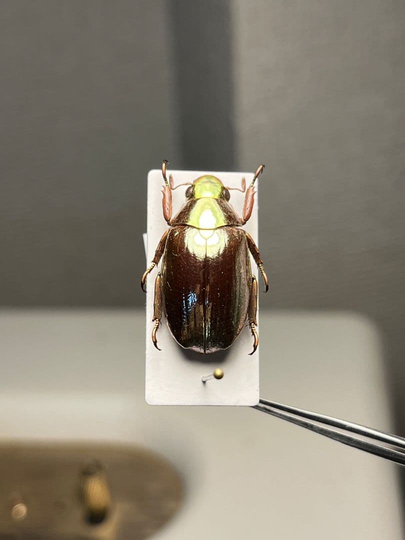 【23mm】オプティマプラチナコガネ 標本 頭が金！カナブン ウグイスコガネ