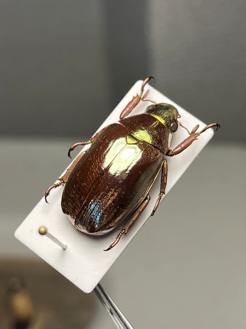 【23mm】オプティマプラチナコガネ 標本 頭が金！カナブン ウグイスコガネ