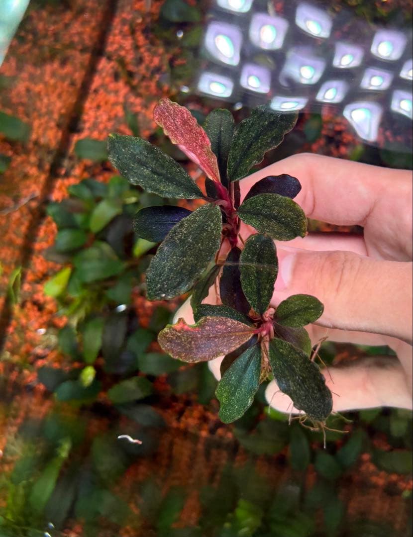 ブセファランドラ　バリエガータ　パウダー　2株