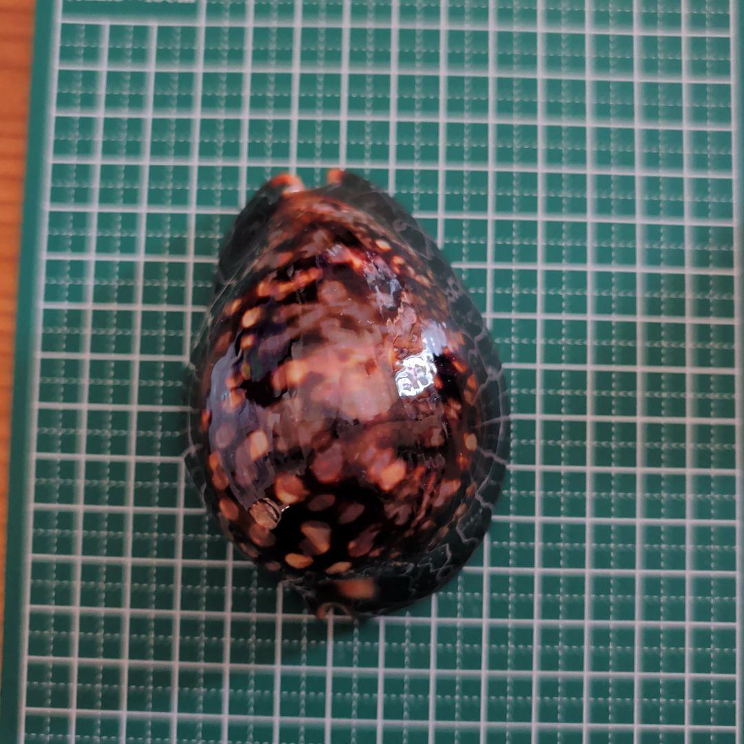 ハチジョウダカラ　４