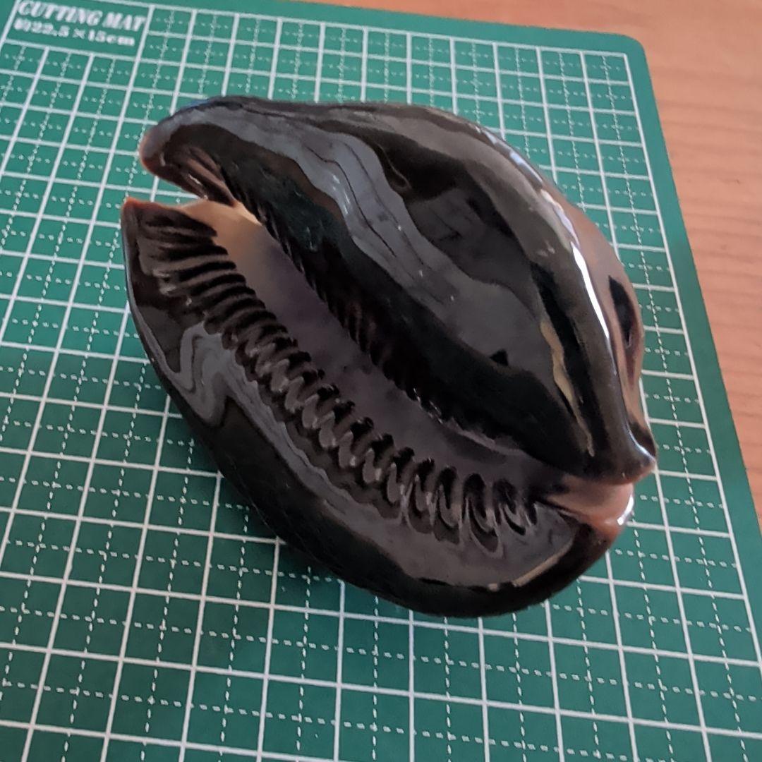 ハチジョウダカラ　４