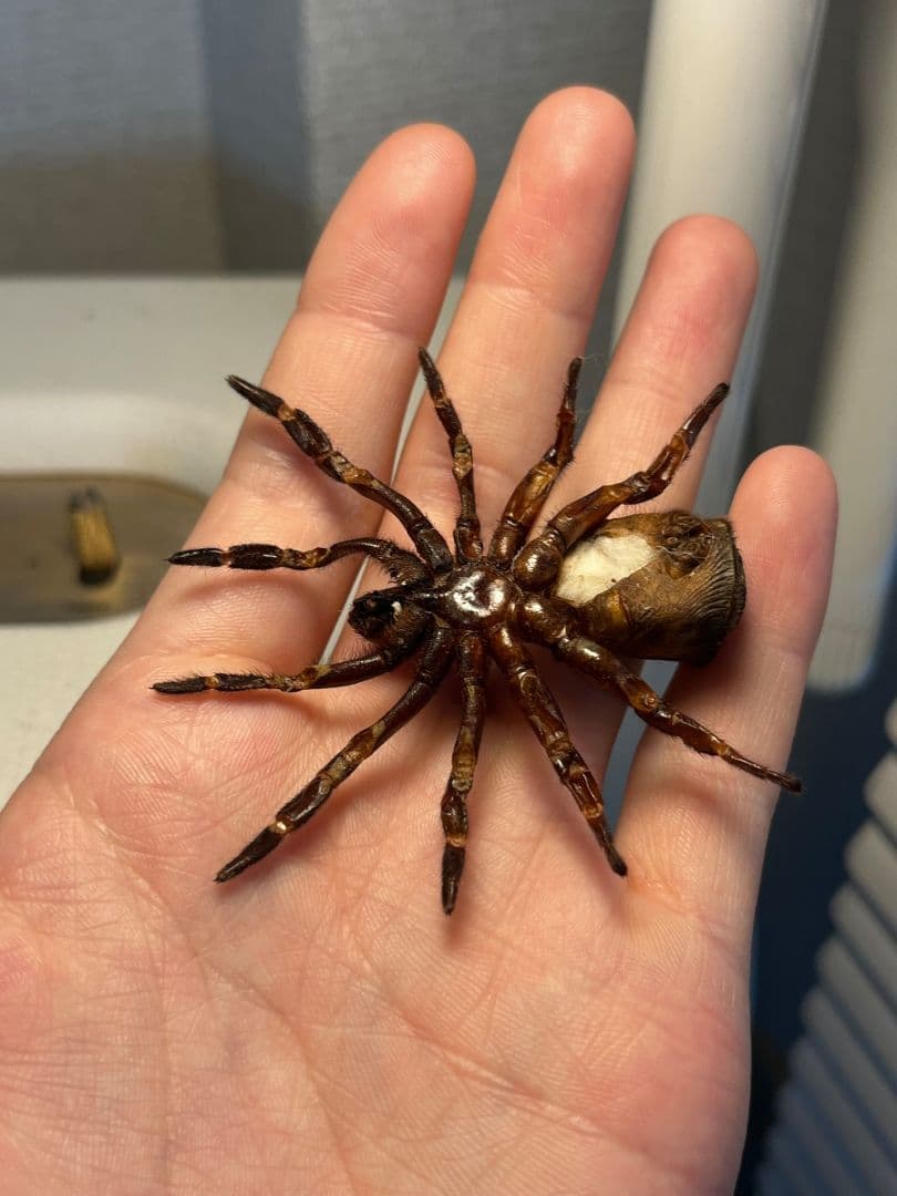 【BIG】シリキレグモ トラップドアスパイダー タランチュラ ムカデ 昆虫標本