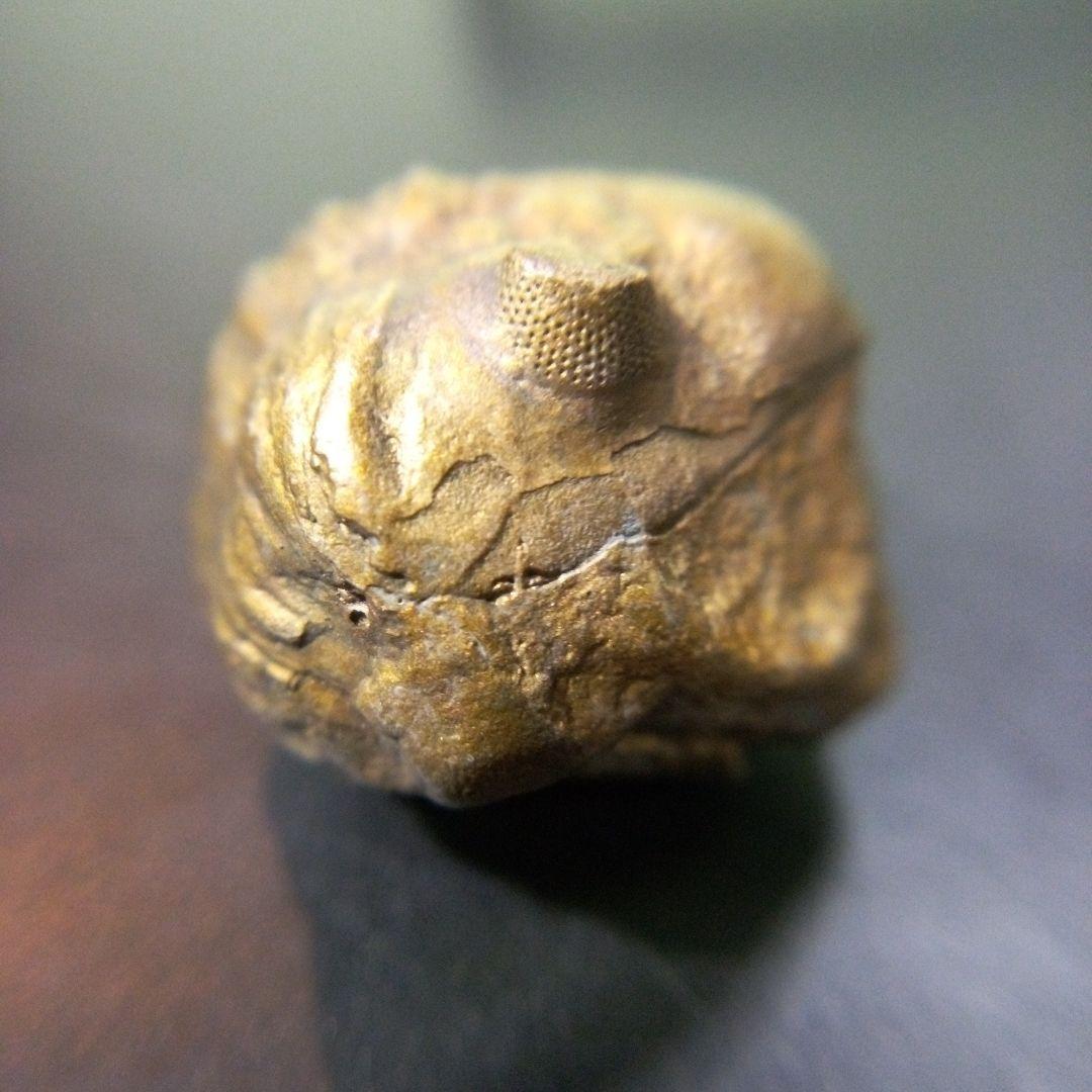 三葉虫　化石　fossil　ボリビア産　レア　Fossil管理⑥