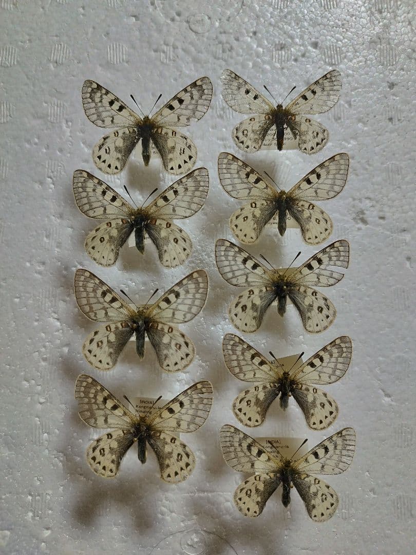 ヒ*ヤ様 アッコウスバ♀1♂8/インド.Kongmaru-la産【外国産蝶標本】