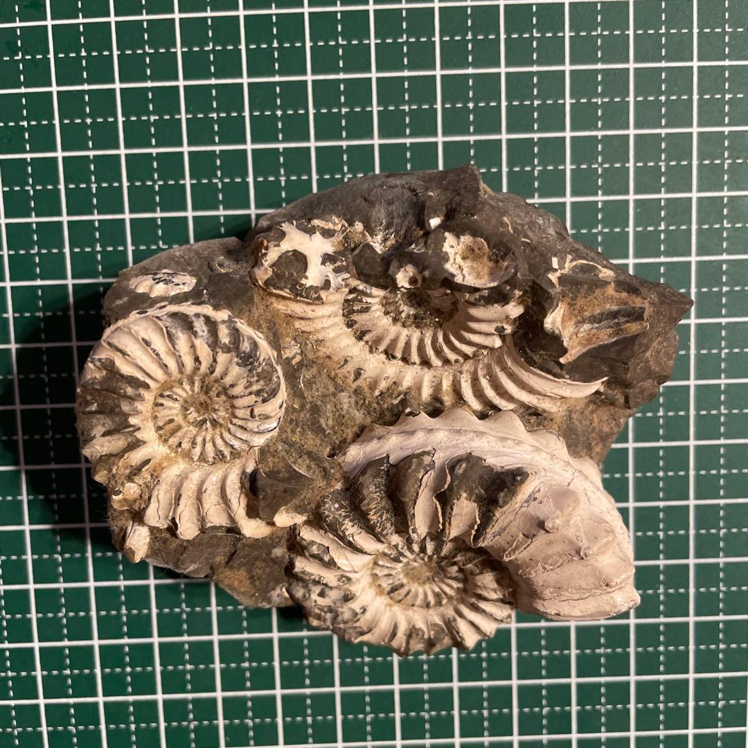 アンモナイト母岩付き化石