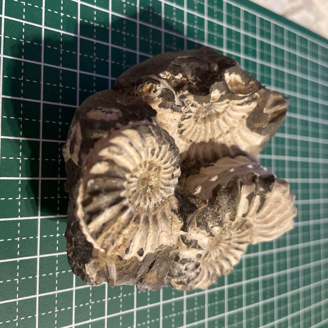 アンモナイト母岩付き化石