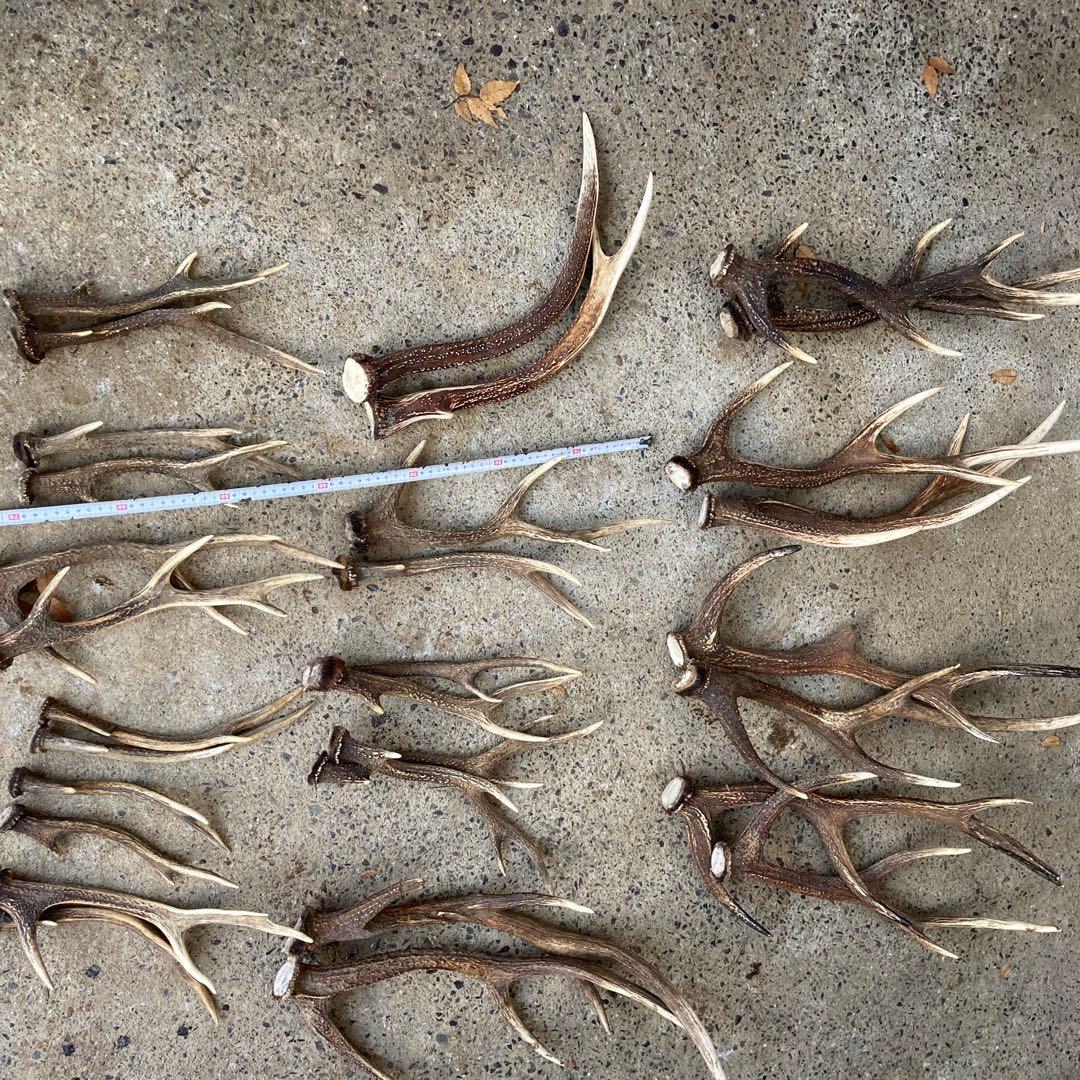 鹿の角 おもちゃ 複数セット