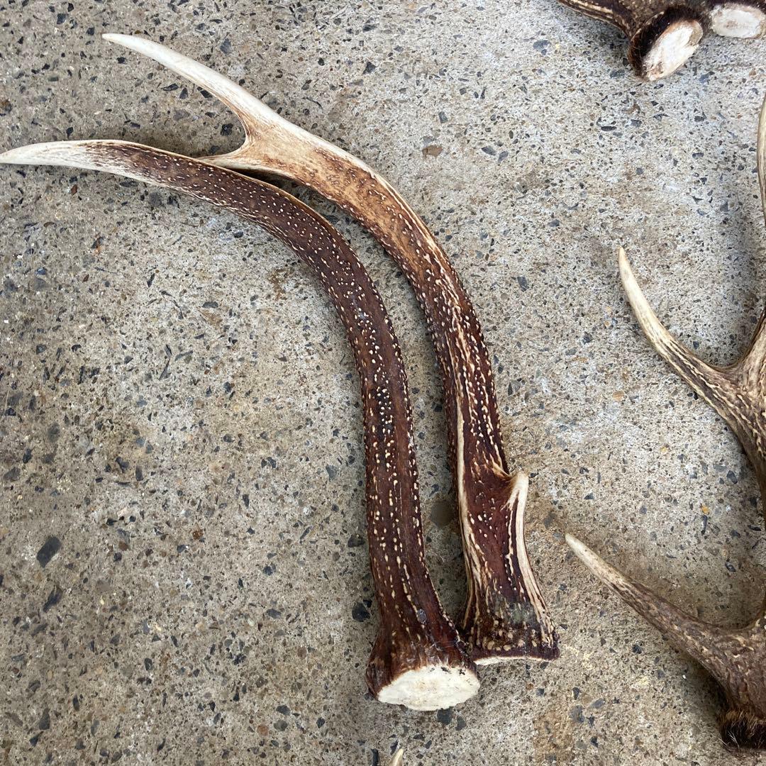 鹿の角 おもちゃ 複数セット