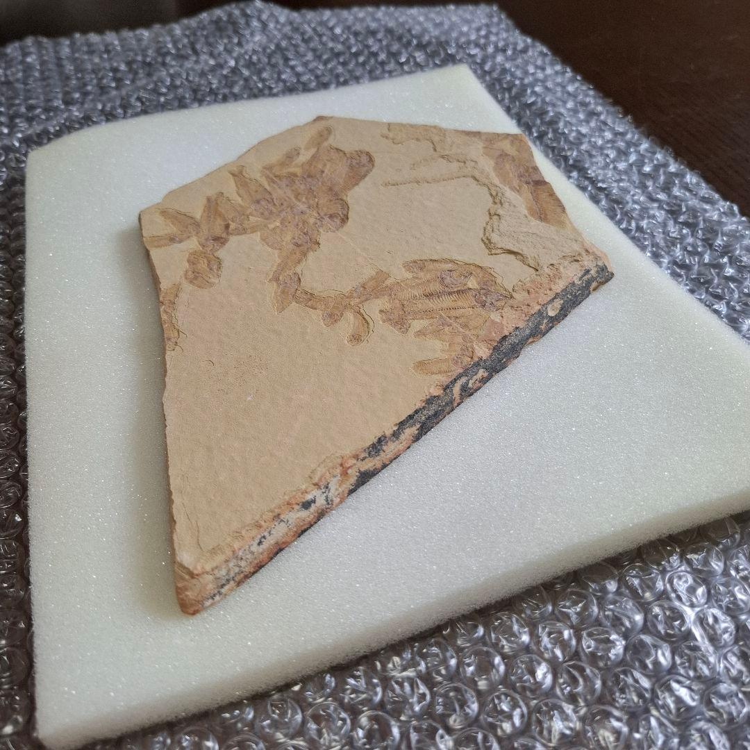 5500万年前の魚化石　ナイティア　Knightia　群体化石　新生代第三紀