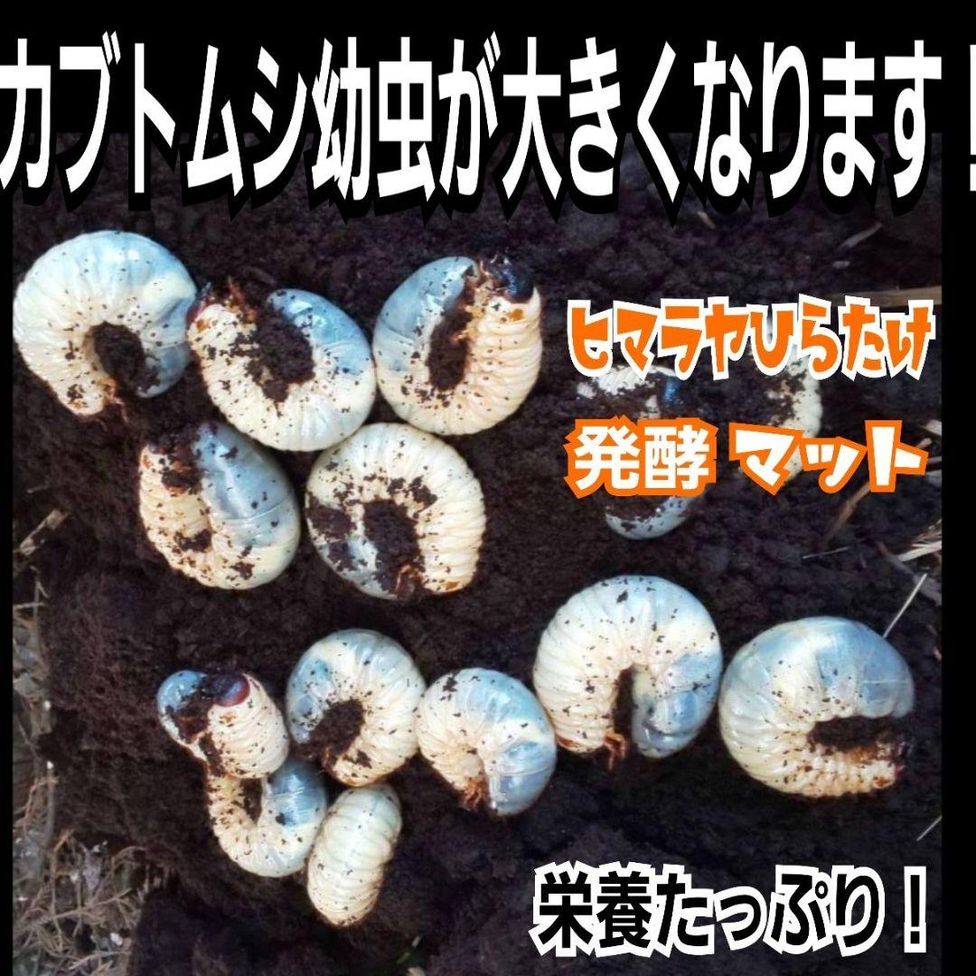 カブトムシ幼虫に抜群！ヒマラヤひらたけ発酵マット【6袋セット】大きく育ちます！