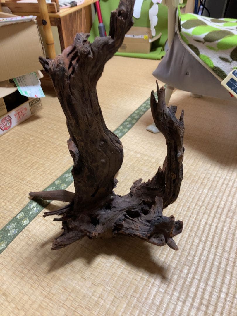 ホーンウッド　ada アクアリウム　流木　水草レイアウト　水槽