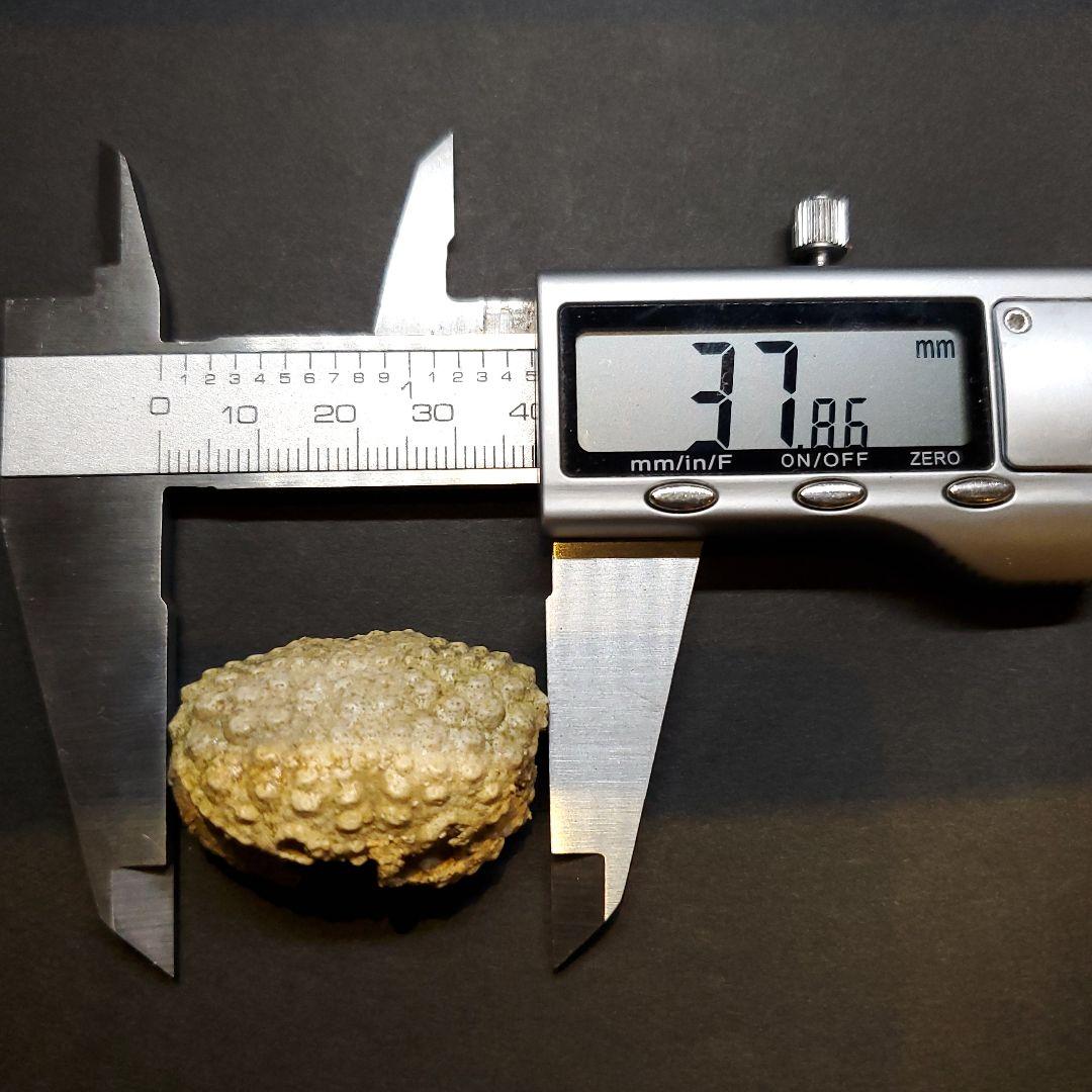 美品 カニ 本物 化石 産 37.86mm  fcr4