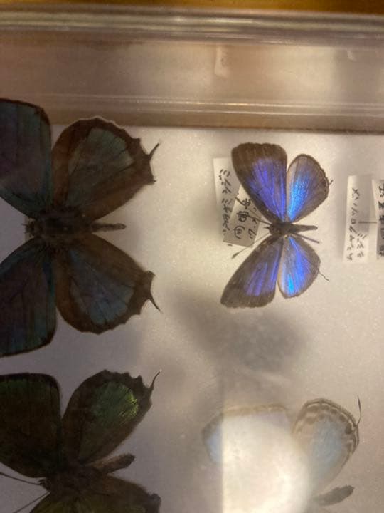 蝶の標本　レア