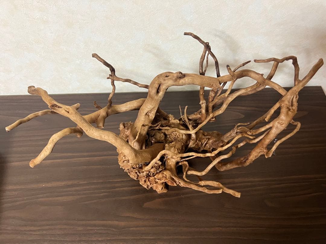 51608 ブランチウッド　流木　アクアリウム 沈水確認済