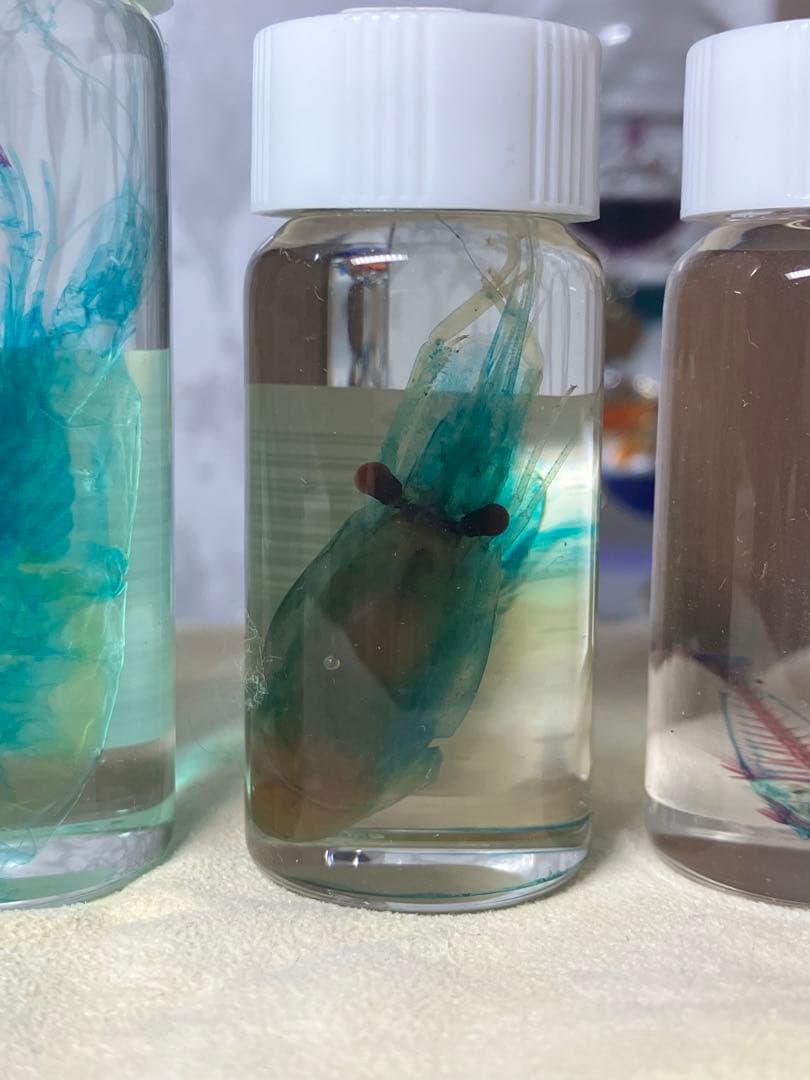 透明骨格標本 5個セット (シラエビ1個,シマアジ2個,カワエビ2個)