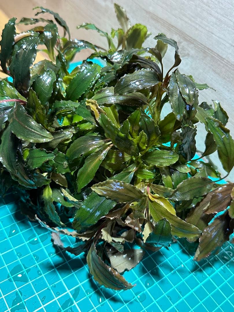 溶岩石活着！特大群生水中葉！ブセファランドラsp. 選べるオマケ付き。