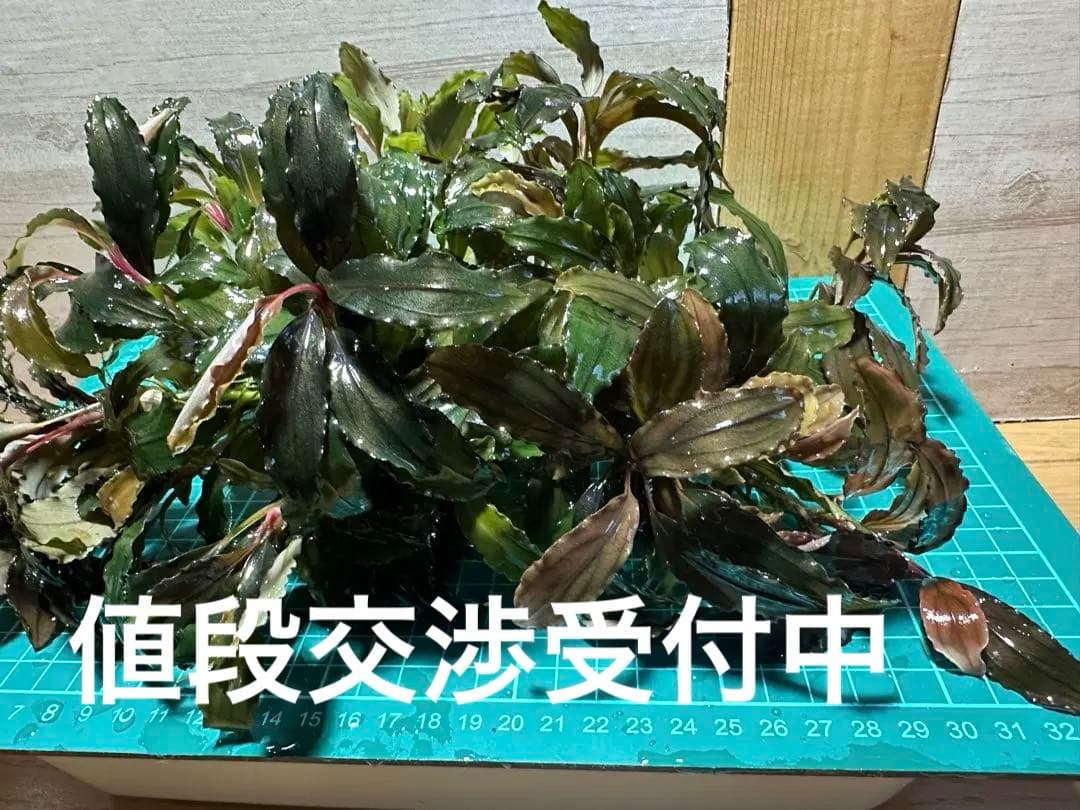 溶岩石活着！特大群生水中葉！ブセファランドラsp. 選べるオマケ付き。