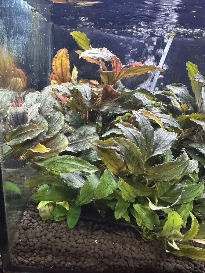 溶岩石活着！特大群生水中葉！ブセファランドラsp. 選べるオマケ付き。