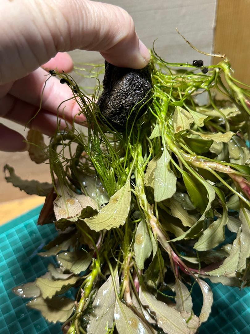 溶岩石活着！特大群生水中葉！ブセファランドラsp. 選べるオマケ付き。