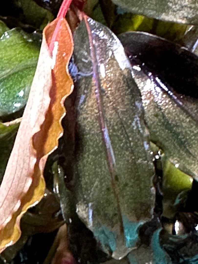 溶岩石活着！特大群生水中葉！ブセファランドラsp. 選べるオマケ付き。