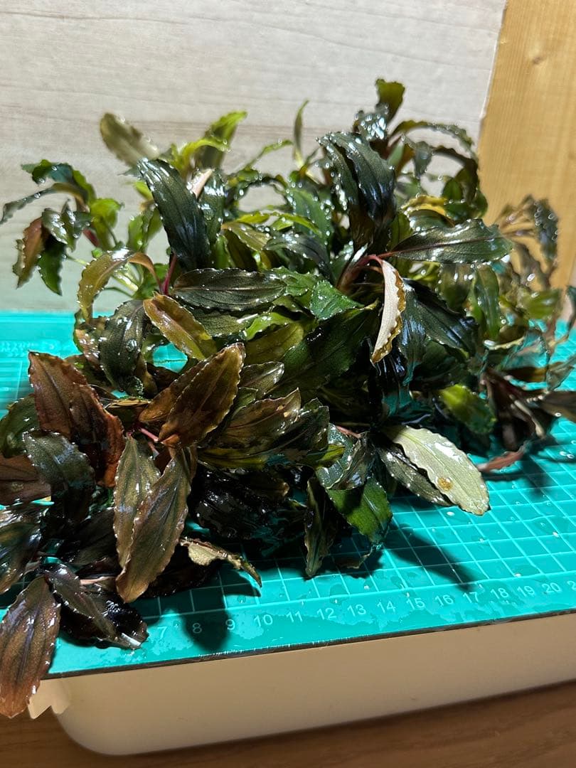 溶岩石活着！特大群生水中葉！ブセファランドラsp. 選べるオマケ付き。