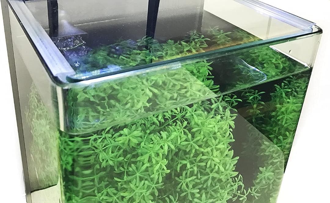 テトラ (Tetra) ガラス リビングキューブ 20 (容量 約20L)