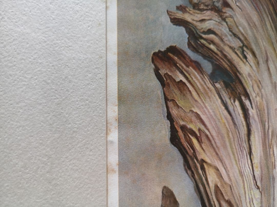 【リトグラフ】アーネスト・R・ノーリング　流木のある太平洋岸北西部の海岸のカモメ