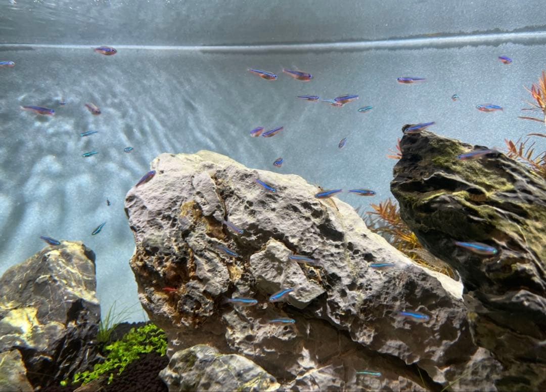 ADA 青龍石　龍王石　青華石　清流石　セット