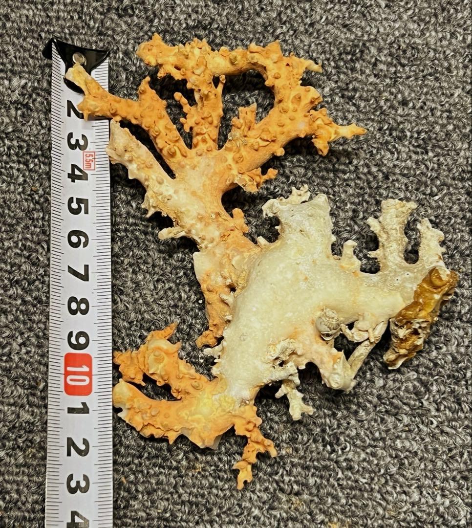 珊瑚　珊瑚原木　本サンゴ BL2-4