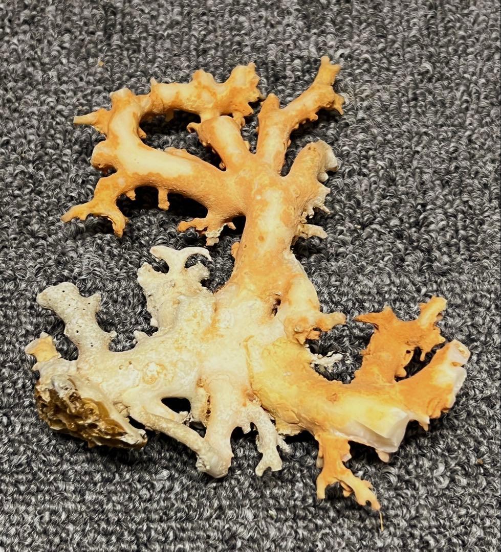 珊瑚　珊瑚原木　本サンゴ BL2-4