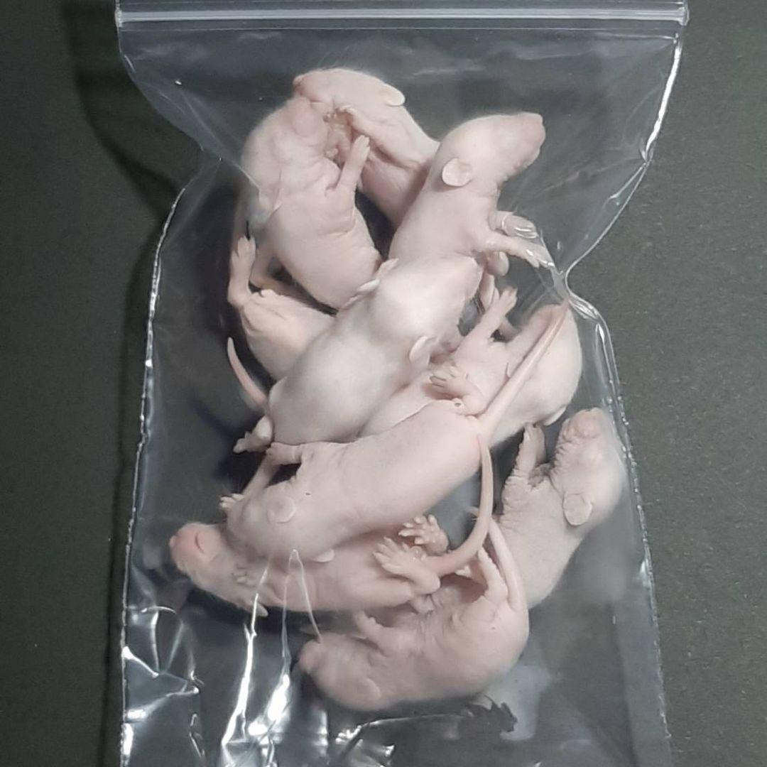 ★しお★国産 冷凍マウスアダルト L 30匹 ピンクL50匹