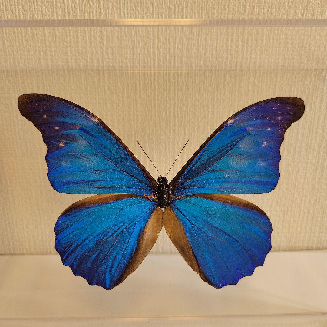 蝶の標本　ジャングルを舞う宝石（特珍大）