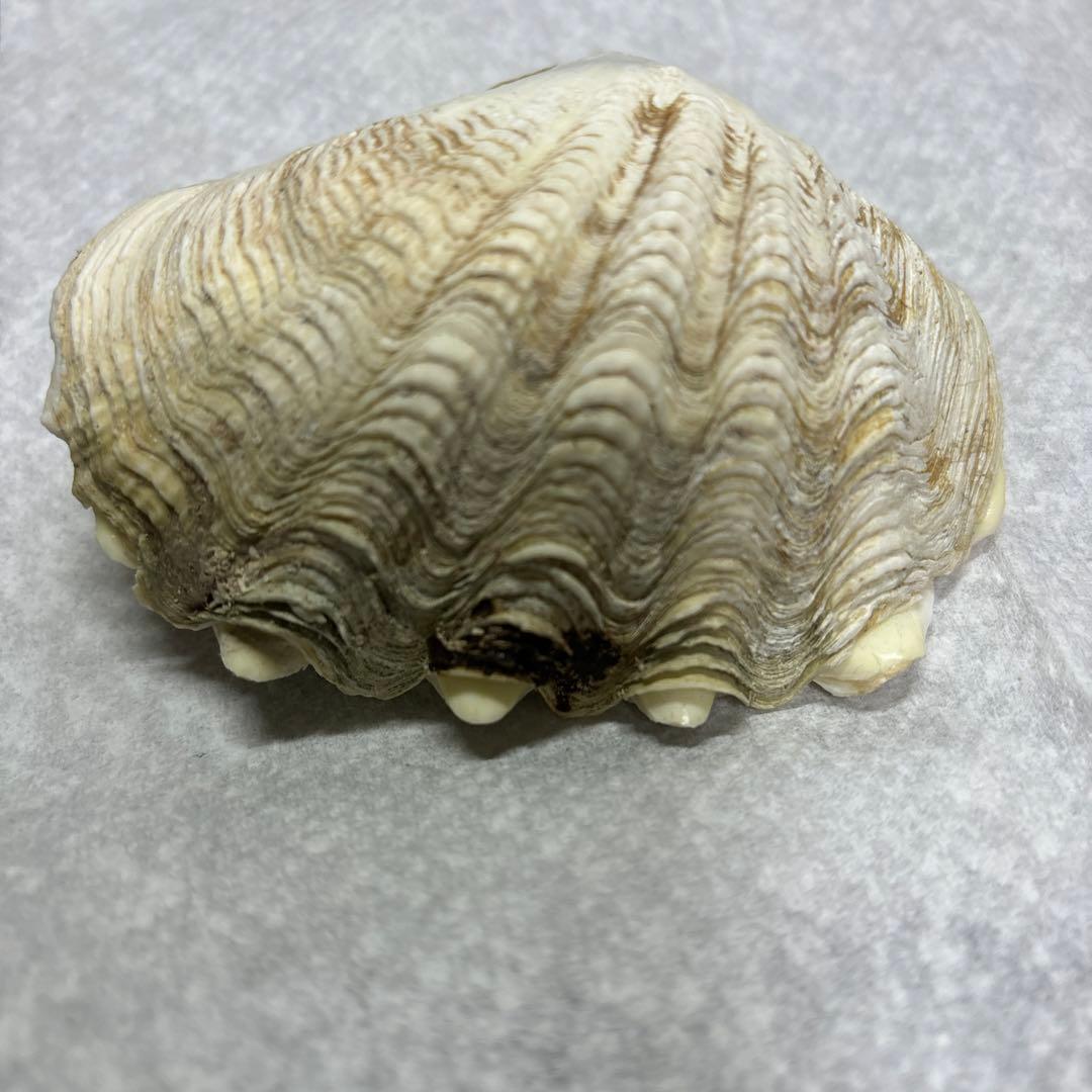沖縄県産、シャコ貝殻