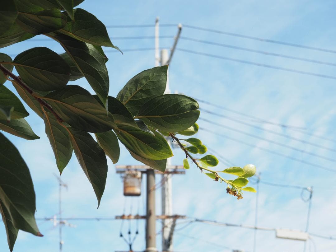 OLYMPUS OM-D E-M10 ダブルレンズキット スマホ転送OK