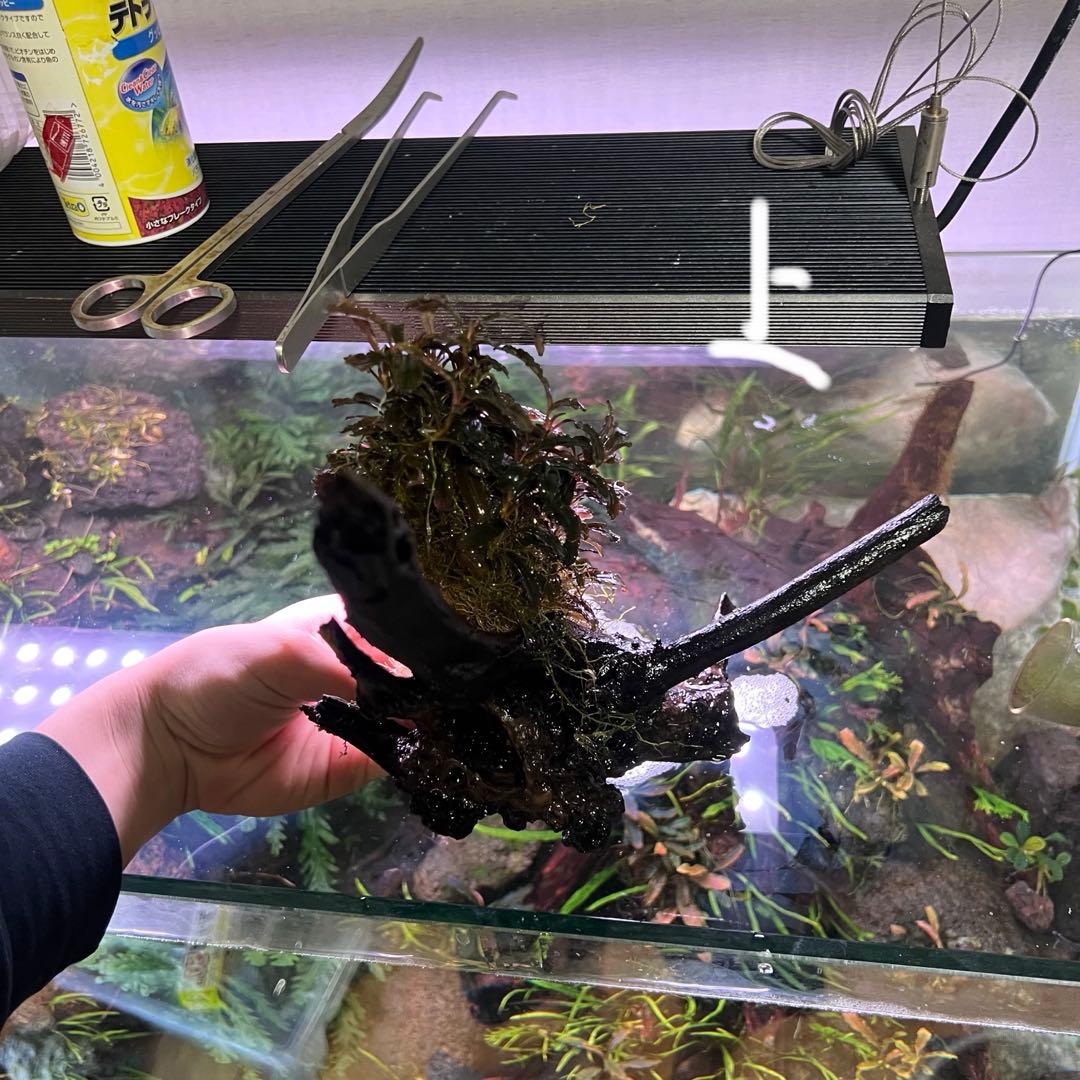 トロピカ社（30株程度）ブセファランドラ クダガン群生 ADA流木付き