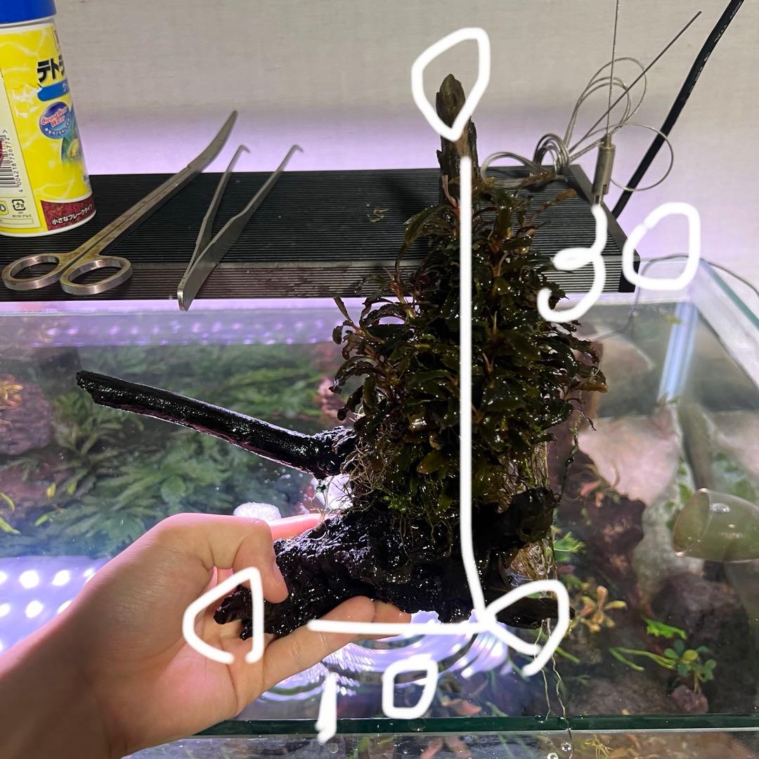 トロピカ社（30株程度）ブセファランドラ クダガン群生 ADA流木付き