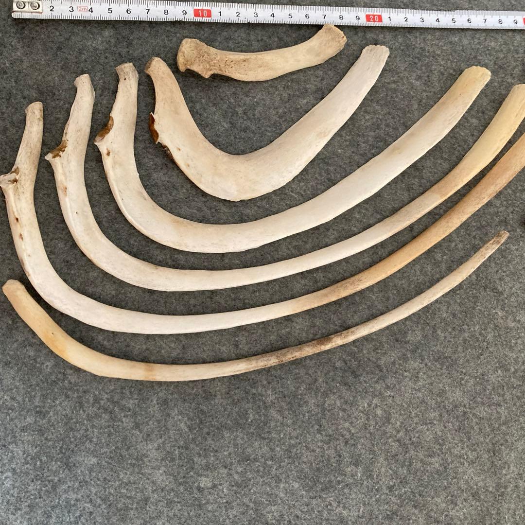 イルカの骨 骨格標本