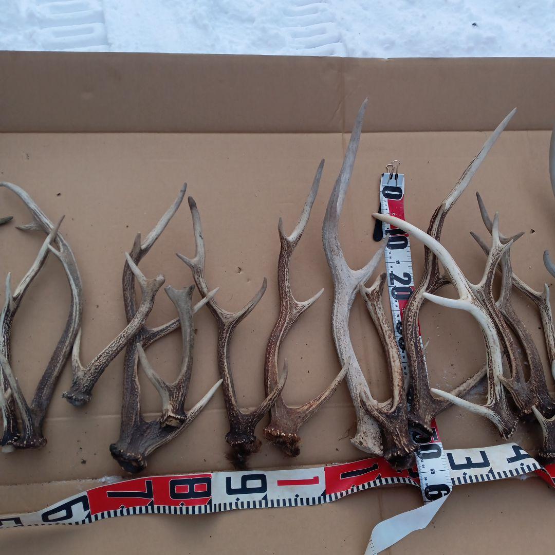 鹿の角 犬用おもちゃ 工芸品などにどうぞ ３０番