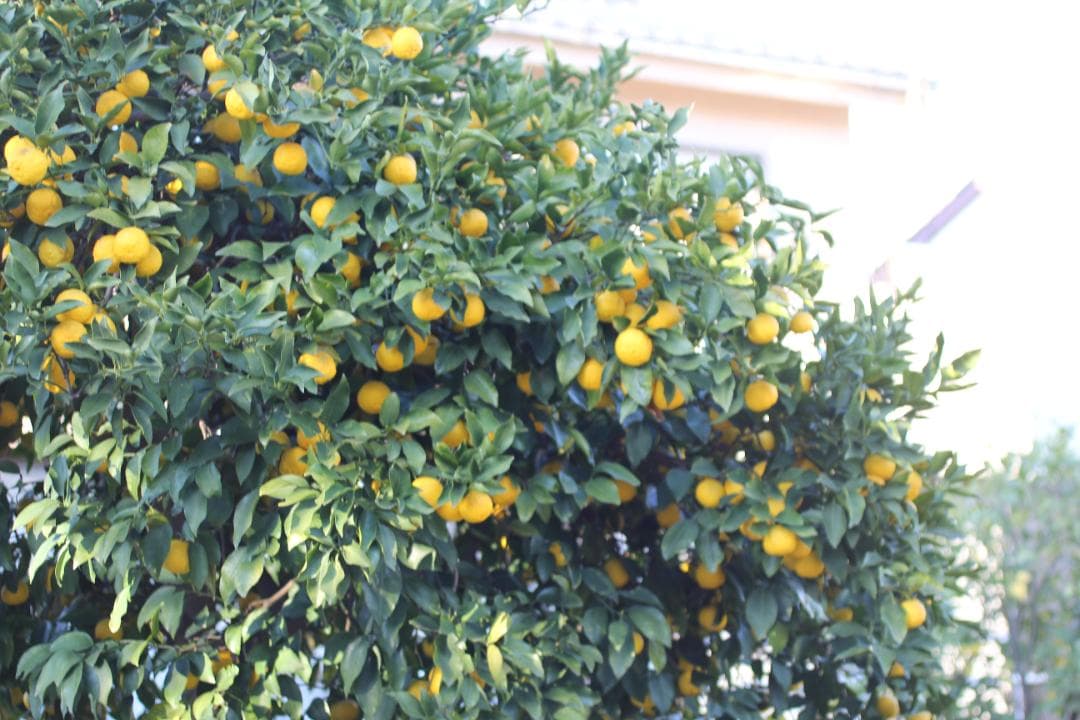 Canon EF50mm f2.5 macro コンパクトレンズ　#5281