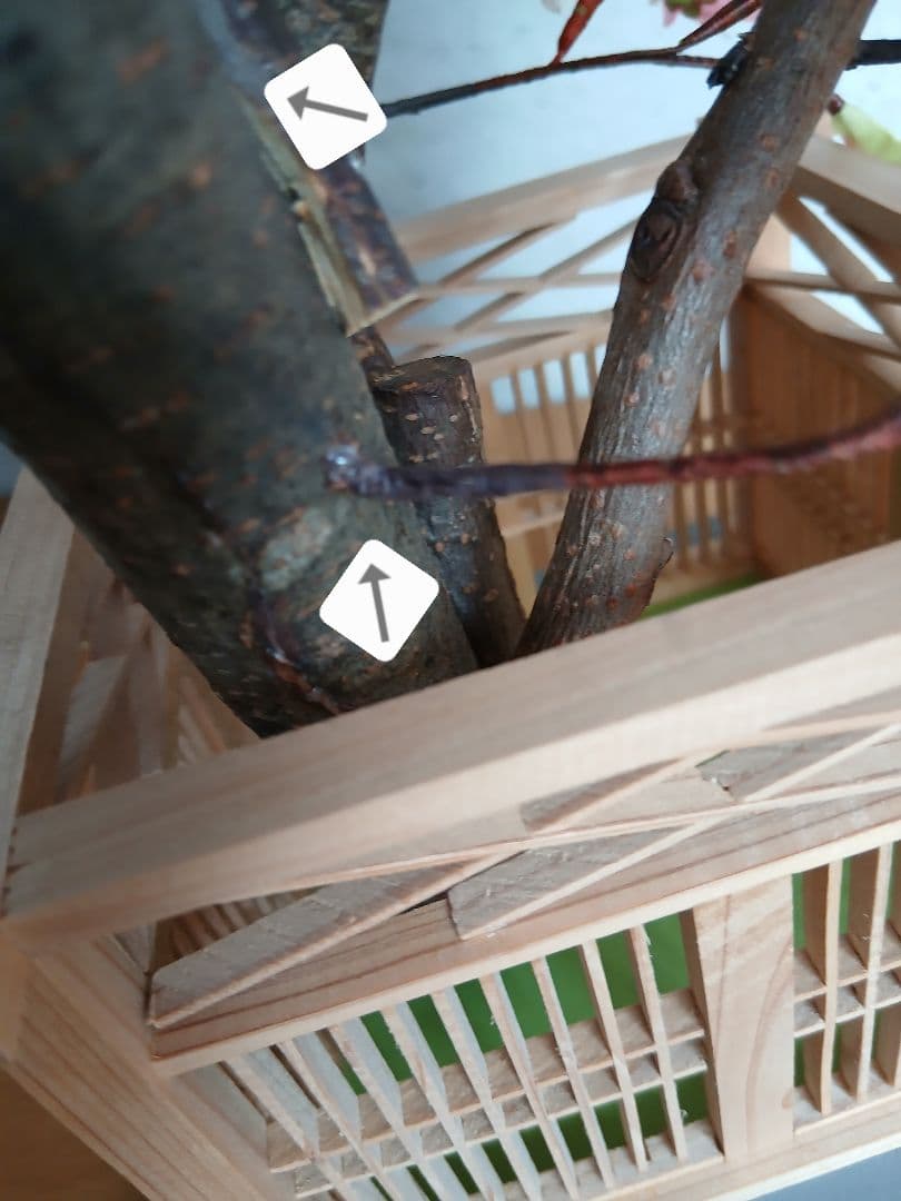 雛人形 桜橘 御殿飾 雲上流 672-101