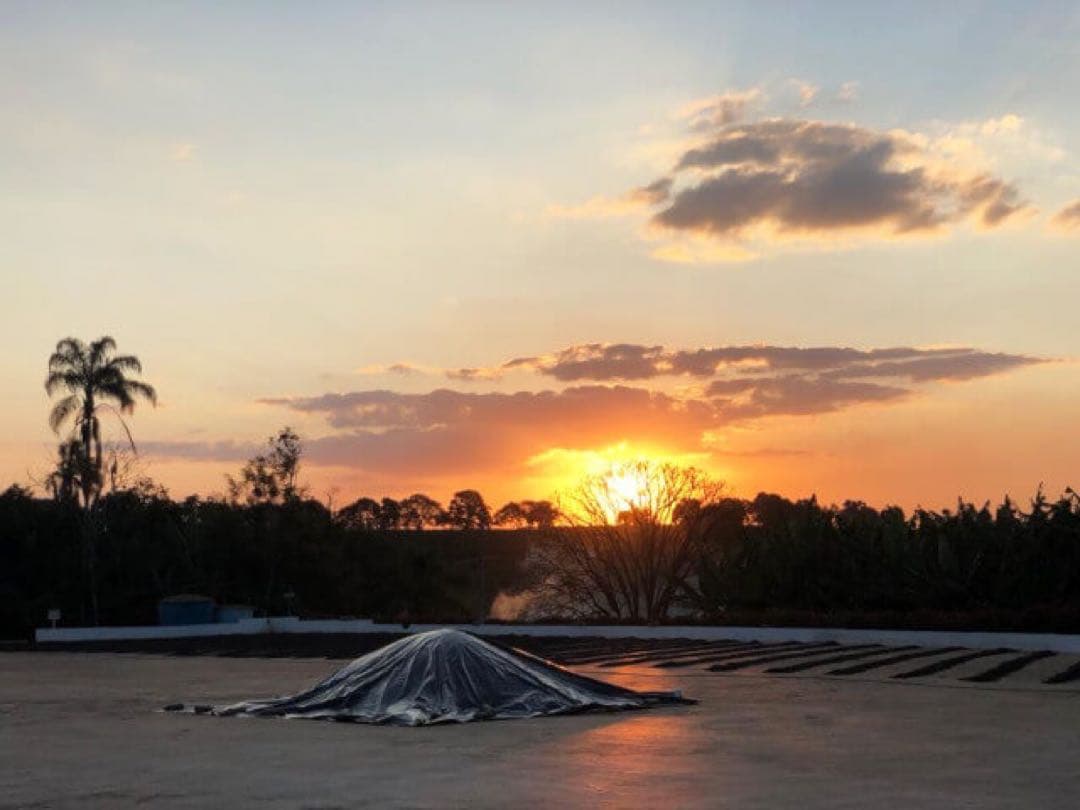 【コーヒー生豆】【未開封】ブラジル　カッシャンブー　イエローカトゥアイ　5kg