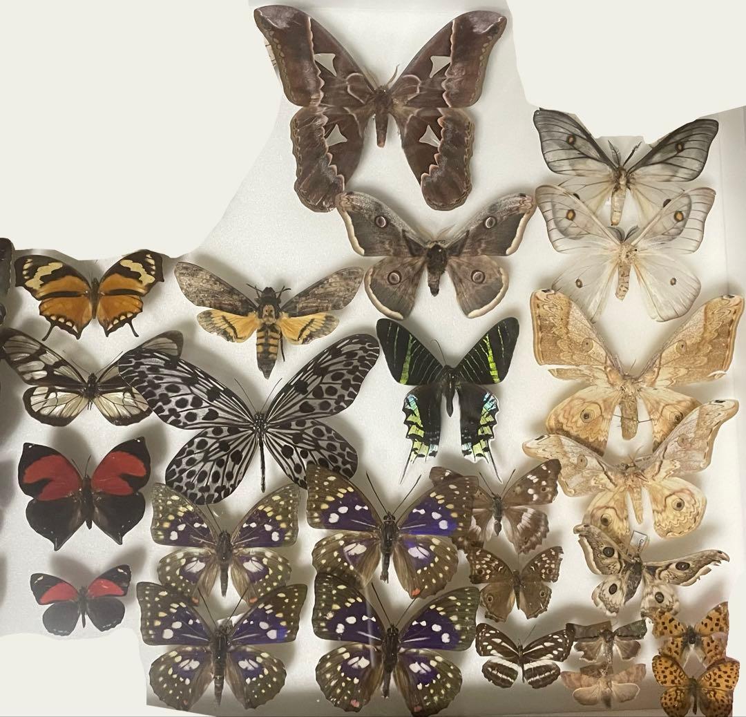 カ*様 蝶 蛾 標本 アポロヤママユ　①