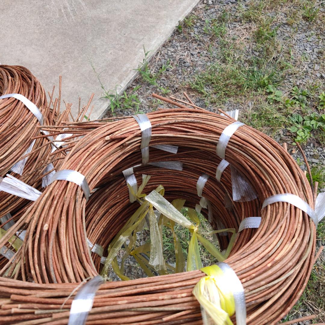 青森県岩木山採取　あけび蔓　70cm～150cm　5kg