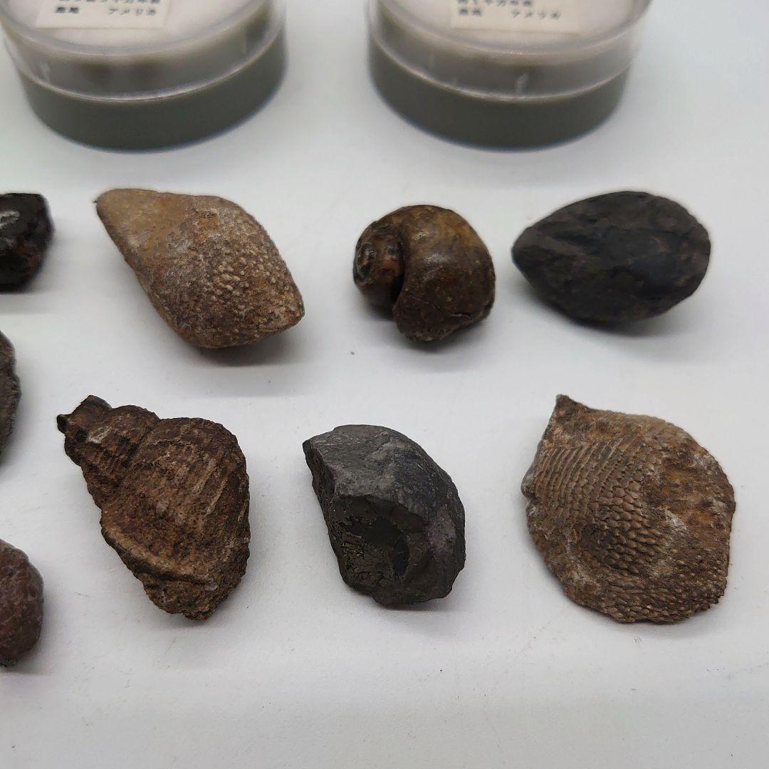 化石 ストーン 海外 標本 アンティーク まとめ売り