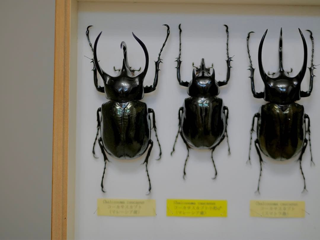 昆虫標本 コーカサスカブト各種 世界産地別コレクション研究用大型ドイツ箱