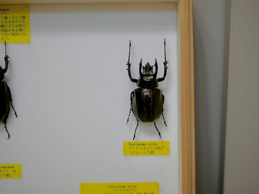 昆虫標本 コーカサスカブト各種 世界産地別コレクション研究用大型ドイツ箱