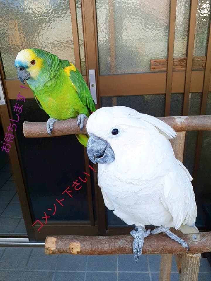 オウム&インコスタンド&止まり木{コメント用}